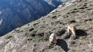 Erzincanda ayı saldırısında yaralanan kişi ameliyata alındı