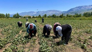 Erzincanda kadın tarım işçileri kavurucu sıcakta pancar mesaisi yapıyor