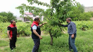 Erzincan'da kiraz hasadında bereketli sezon