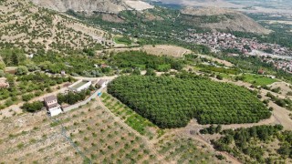 Erzincanın yüksek rakımlı kiraz bahçesinde hasat mesaisi