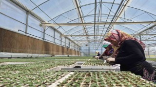 Eskişehir'de jeotermal ve İtalyan teknolojili fide üretimi yapılıyor