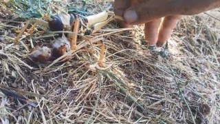 Etçil çekirgeyi balıkla besledi