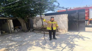 Evin bahçesinde görülen 2 karayılan paniğe neden oldu