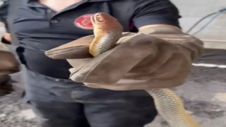 Feribottan inen araçtan yılan çıktı