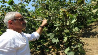 Fındıkta hasat öncesi fiyatlar geriledi, gözler alım fiyatında