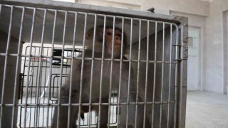 Firari maymun, ortalığı birbirine kattığı konteyner kentte kendisine ekmek vermek isteyen kadını yaraladı