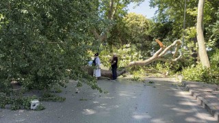 Floryada asırlık çınar aracın üzerine devrildi, yol trafiğe kapandı