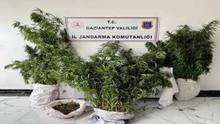 Gaziantepte 215 kök kenevir ele geçirildi: 1 gözaltı