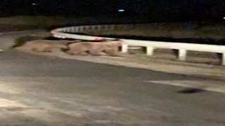 Gece sürprizi: İki ayı yavrusu kamerada