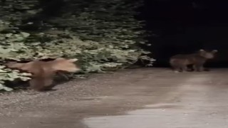 Gece yarısı ayılarla karşılaşan vatandaşlar panik yaşadı: O anlar kamerada
