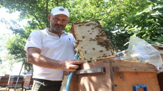 Günler süren yağışlarla birlikte açan çiçekler arıları sevindirirken bal hasadı yüz güldürdü