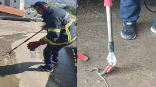 Hakkaride aracın motor bölmesine giren yılan çıkarıldı