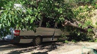 Hakkaride park halindeki aracın üzerine ceviz ağacı devrildi