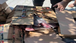 Halk sağlığını tehdit eden 300 kilogram et imha edildi