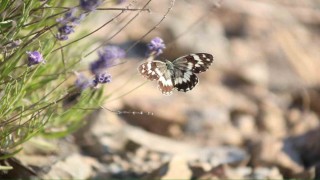 Harputta lavanta üzerindeki kelebeklerden görsel şölen