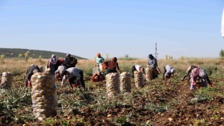 Hasadı başlayan patates fiyatıyla üreticilerin yüzünü güldürdü