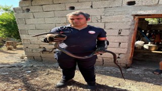 Hatayda yerleşim alanlarına giren yılanlar yakalandı