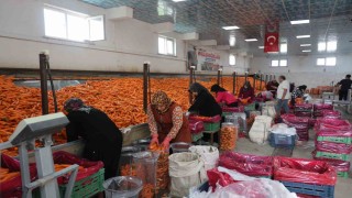 Havuç üretiminin yüzde 67si Konyadan