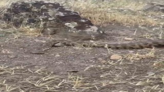 Iğdırda yerleşim alanına giren koca engerek doğaya salındı