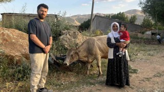 İhlas Haber Ajansının haberi Ayni teyzenin yüzünü güldürdü: İnekler kendisine ulaştı