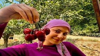 İhracatlık kirazda hasat dönemi başladı
