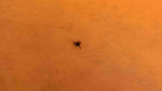 İnegölde kene alarmı