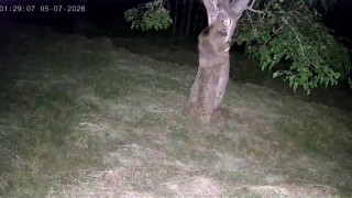 İspirde ayı ve domuz sürüleri dut bahçelerini talan etti