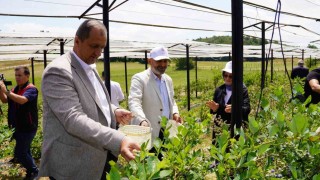 İznikte Maviyemiş Hasadı Başladı