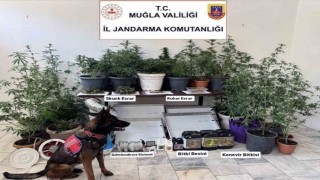 Jandarma ekiplerinin uyuşturucu ve sahte alkol denetimleri sürüyor
