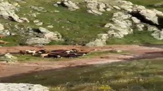 Kağızmanda sele kapılan 5 büyükbaş hayvan telef oldu