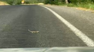 Kahramanmaraş'ta bukalemuna yol veren sürücü güldürdü