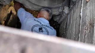 Kanalizasyona düşen kedi belediye ekiplerince kurtarıldı