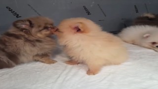 Kapıkulede kaçak yollarla yurda sokulmak istenen 5 yavru köpek ele geçirildi