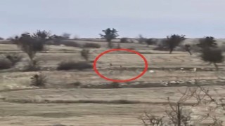 Karacaların hızını gören vatandaşlar hayrete düştü