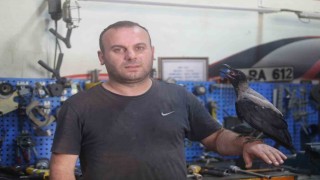 Karga ile tamircinin sıradışı dostluğu...Tamirhanede birlikte çalışıyorlar