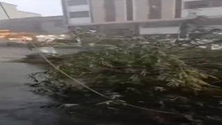 Karsta fırtına çatıları uçurdu, ağacı kökünden söktü