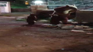 Kars'ta vatandaş ayılara türkü söyledi, o anlar sosyal medyayı salladı