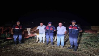 Kayıp büyükbaş hayvan jandarma tarafından bulundu