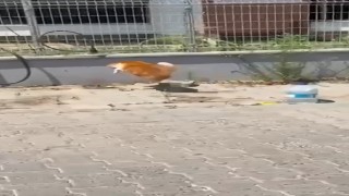 Kedi ile yılanın kavgası kamerada