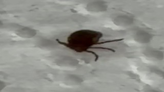 Kenenin ısırdığı vatandaş kontrol amacıyla hastaneye başvurdu