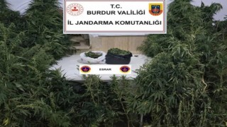 Kenevirleri sularken suçüstü yakalandı