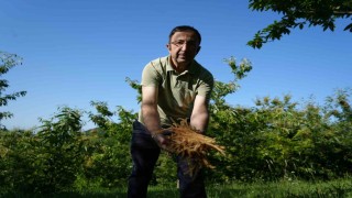 Kestane çiçeklerinde hasat başladı: Antioksidan deposu çay oluyor