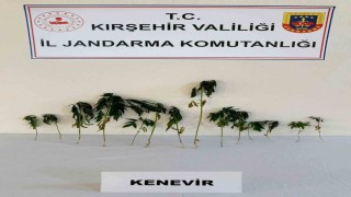 Kırşehir'de bahçeye ekili kenevir ele geçirildi
