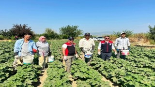 Koçarlı, Aydının bamya üretimindeki liderliğini sürdürüyor