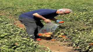 Köşkte domateste hasat öncesi ilaç kalıntısı denetimi başladı