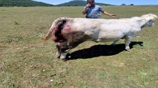 Kovalı Yaylasında ayı alarmı: Üreticiler yetkililere seslendi