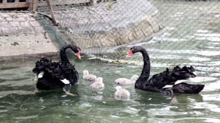 Kuğulu Park yavru kuğularıyla ilgi çekiyor