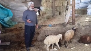 Kurtlar ağıla girdi: 14 koyun telef oldu, 30 hayvan kayboldu