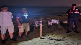 Kuşadasında caretta caretta heyecanı: İlk yuva koruma altına alındı