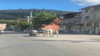 Kütahyada atları motosikletine bağlayarak ilerleyen sürücü kameraya yansıdı